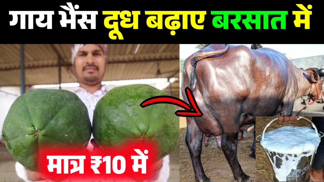 How To Increase Cow/Buffalo Milk: गाय और भैंस का दूध बढ़ाएं 2 दिन में 20 लिटर सिर्फ ये खिला दें।